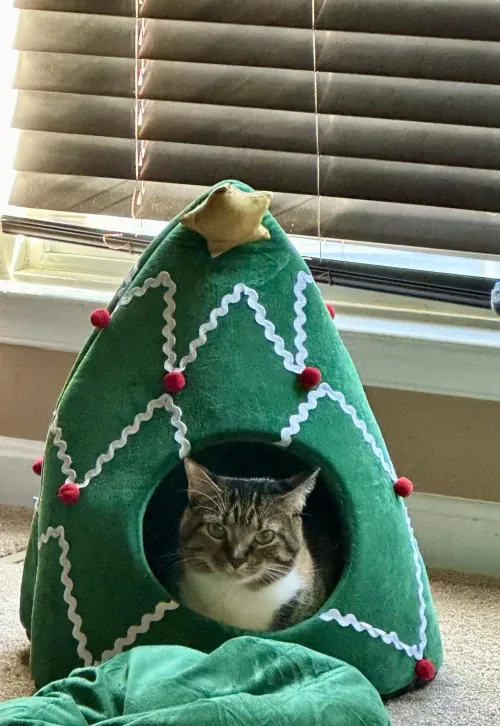 Your Christmas tree could be their bed