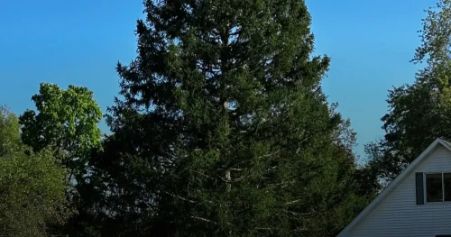 The 2025 Rockefeller Center Christmas Tree: A 75-Foot Symbol of Holiday Magic from East Greenbush, New York