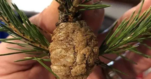 If you see this on your Christmas tree, get rid of that branch now!