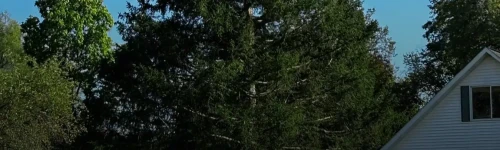 The 2025 Rockefeller Center Christmas Tree: A 75-Foot Symbol of Holiday Magic from East Greenbush, New York