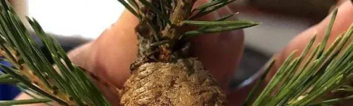 If you see this on your Christmas tree, get rid of that branch now!