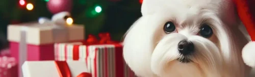 Gallery of dog breeds looking super cute at Christmas time