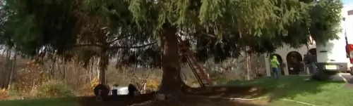 This years Rockefeller Christmas tree plans revealed